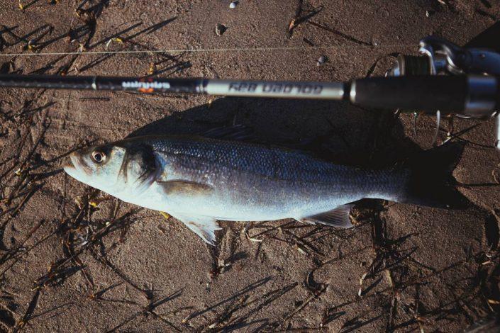 small seabass caught with sakura golden bay rod