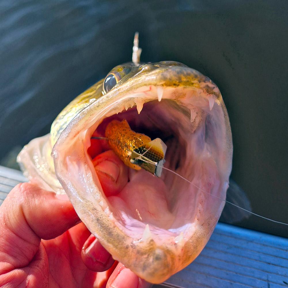 un Gooby bien rangé dans ce sandre gourmand